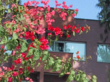 Blumenschmuck an den Hotelwänden