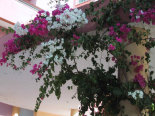 Blumenschmuck an der Bar