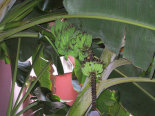 Bananenpalme